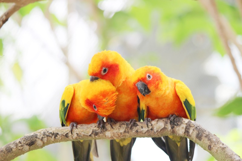 メキシコインコ