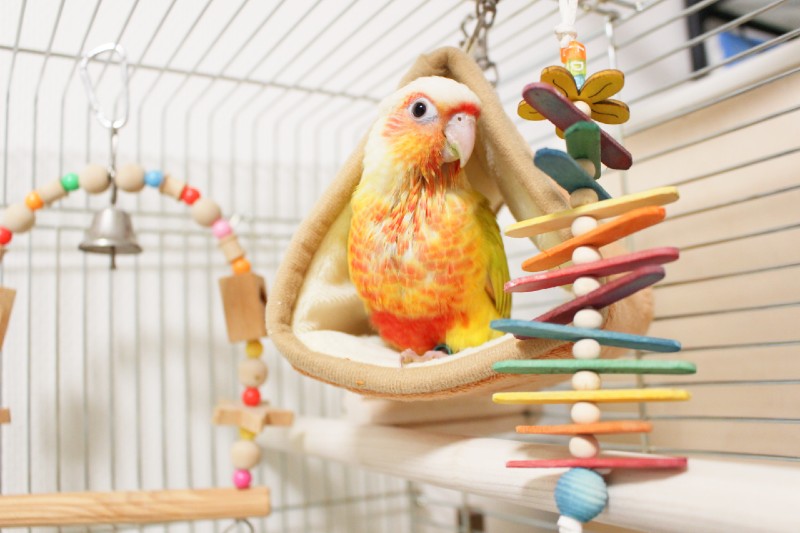 Pyuo's Craftのおもちゃで遊ぶウロコインコ