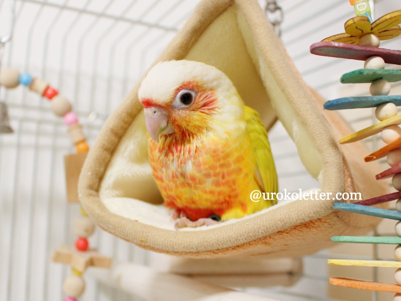 ウロコインコサンチーク