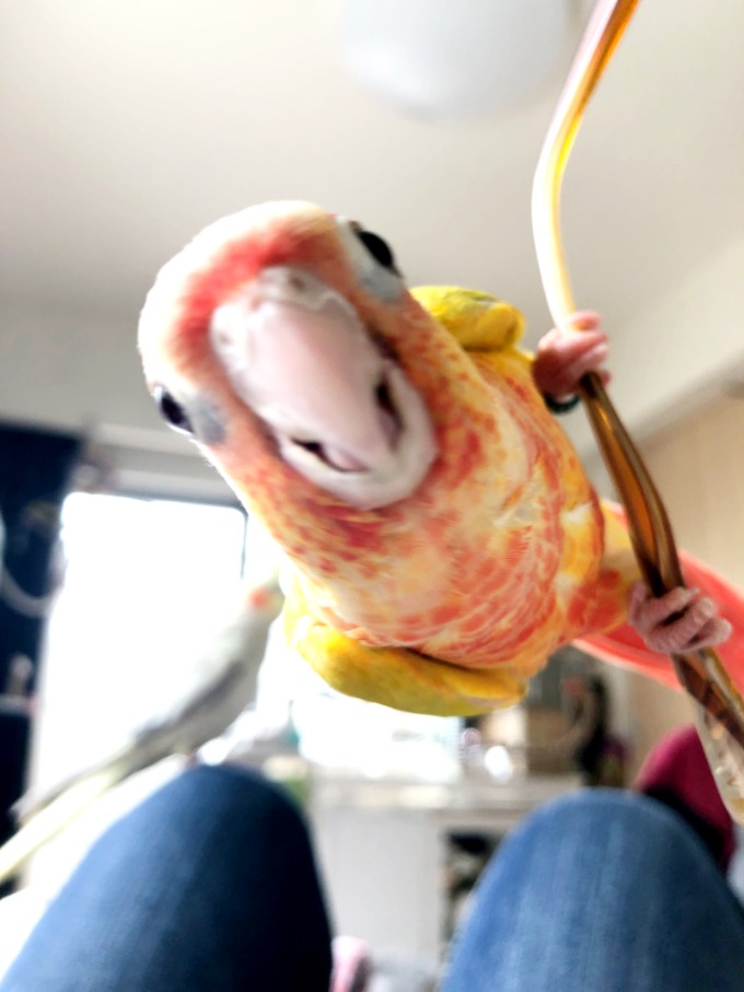 ウロコインコサンチーク