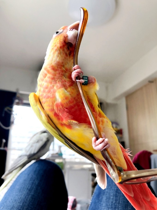 足が強いウロコインコ