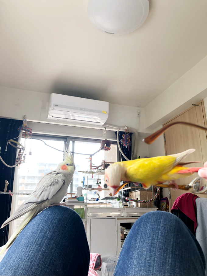 異種のインコ、同時放鳥