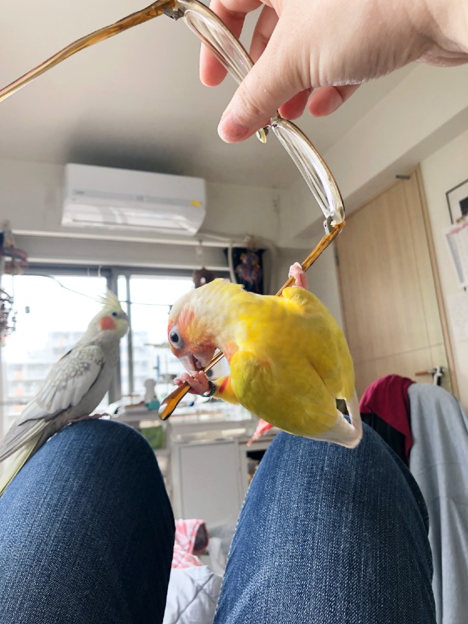 ウロコインコの足の強さ