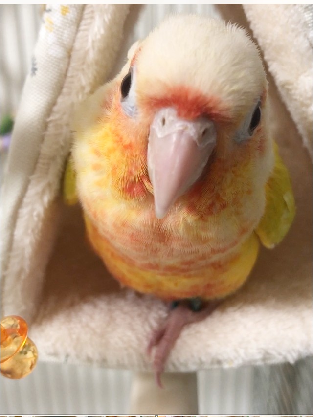 ウロコインコサンチーク　雛