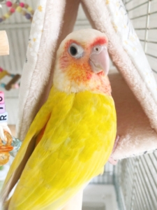 ウロコインコサンチーク　雛