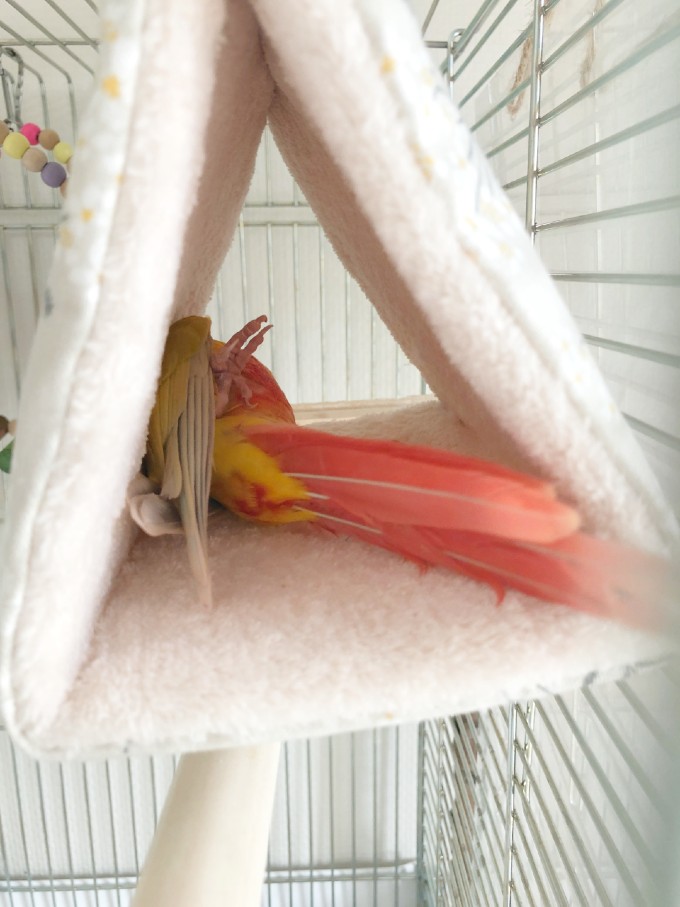 テントでコロンするウロコインコ