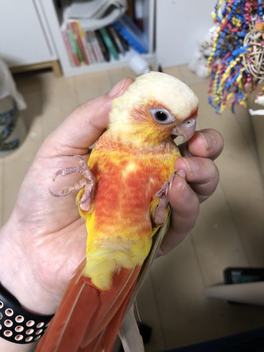 ２ヶ月でニギコロ出来た