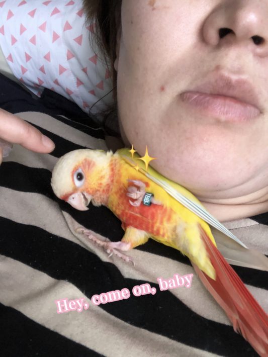 ウロコインコ サンチークの手招き