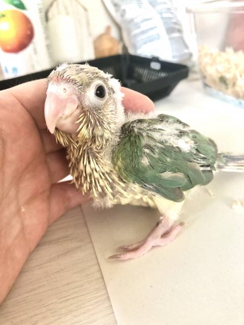 ブルーパイナップル　雛