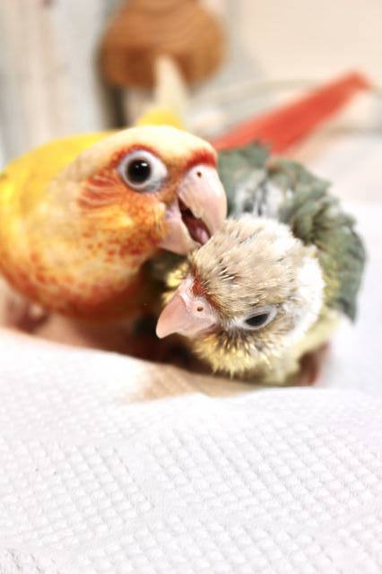 サンチークとブルーパイナップル 