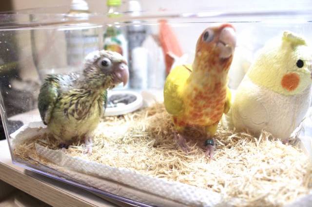 サンチークとブルーパイナップル
