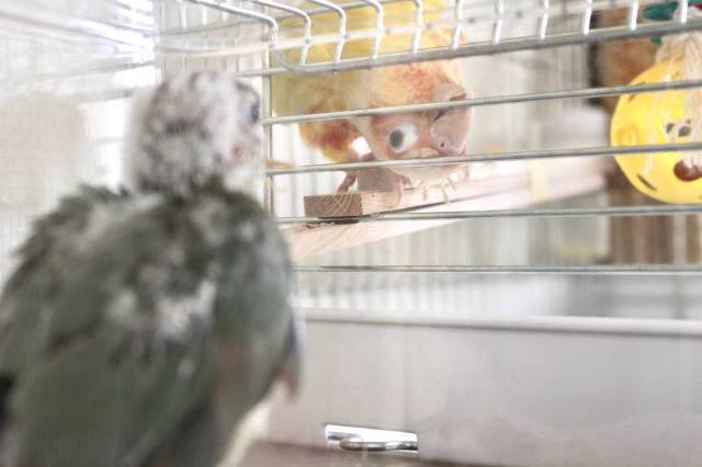 ウロコインコ の動き
