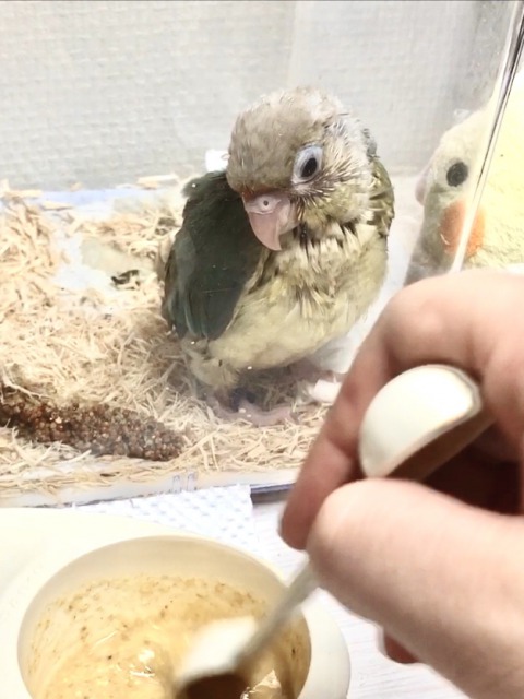 さし餌を待つ雛