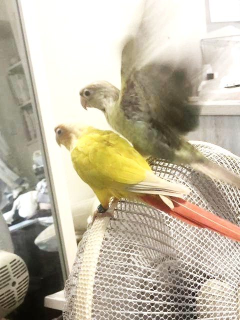 羽をバタバタ　ウロコインコ 