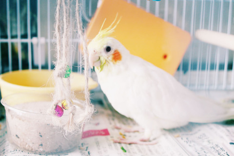 オカメインコ雛