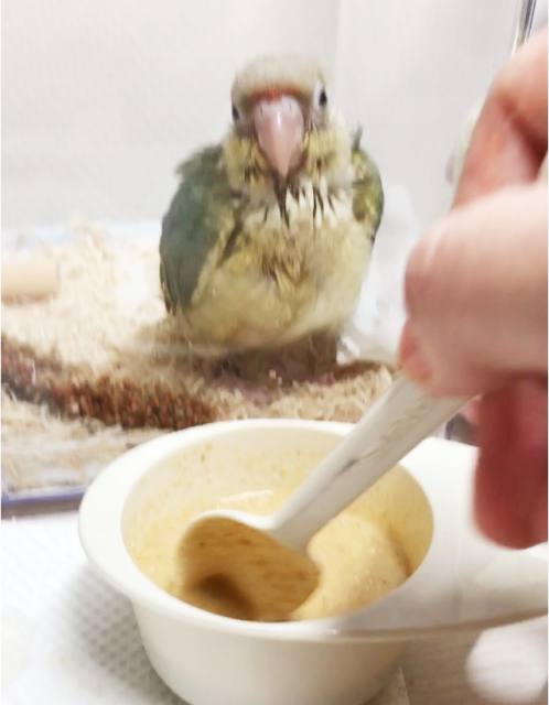 さし餌ウロコインコ 雛