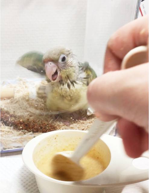 さし餌急かすウロコインコ 雛