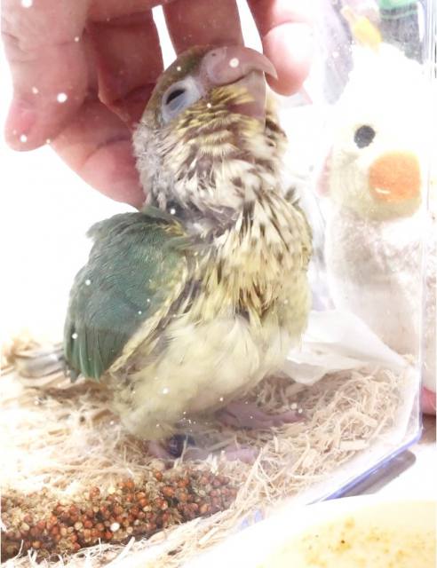 さし餌前ウロコインコ 雛
