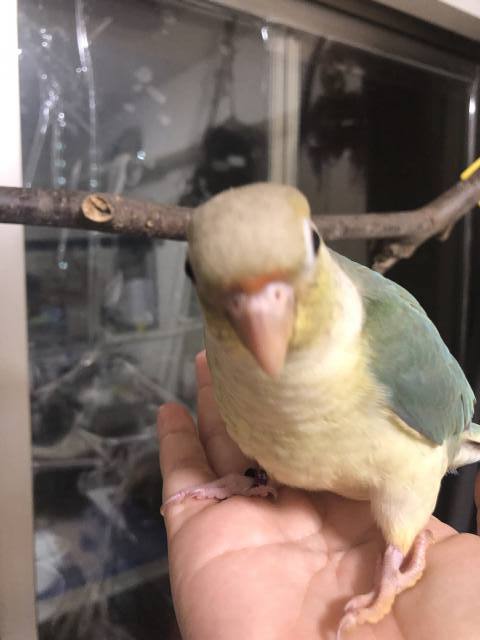 ウロコインコ ブルーパイナップル