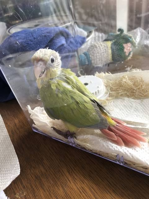 ウロコインコ_ダイリュートspパイナップル雛