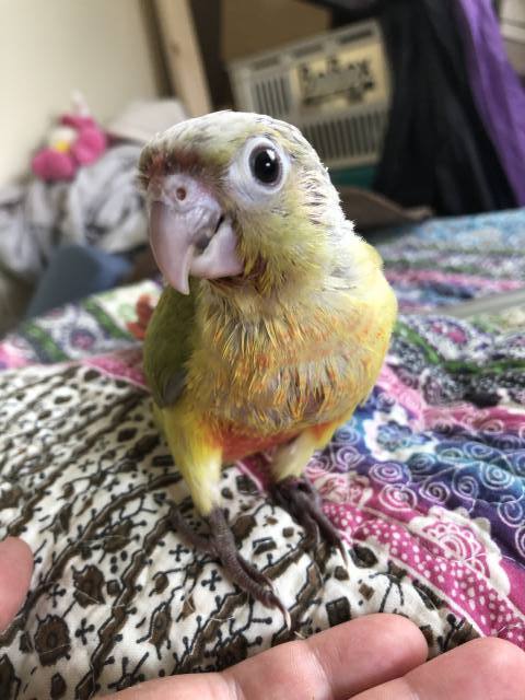 ウロコインコダイリュート