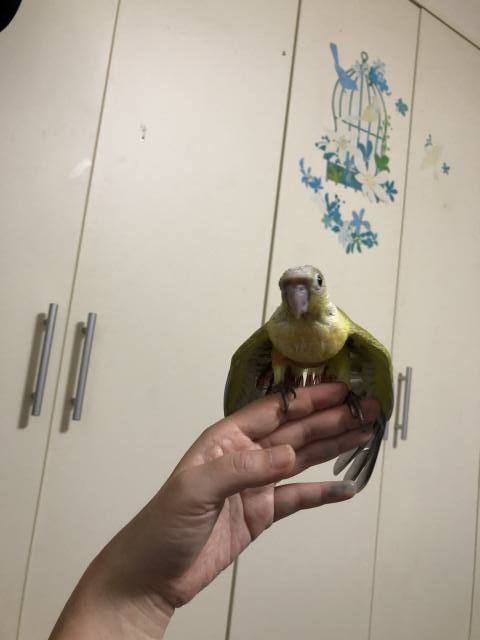 ウロコインコのスサー