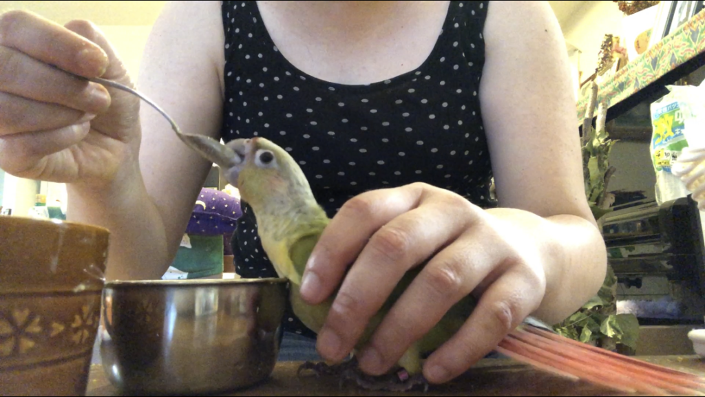ウロコインコ雛のさし餌