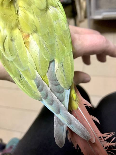 ダイリュートｓｐパイナップル　羽色
