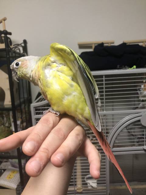 ダイリュートｓｐパイナップル　羽色