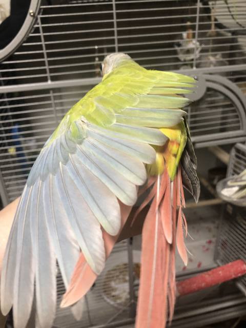 ダイリュートｓｐパイナップル　羽色