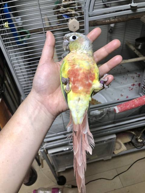 ウロコインコのニギころ