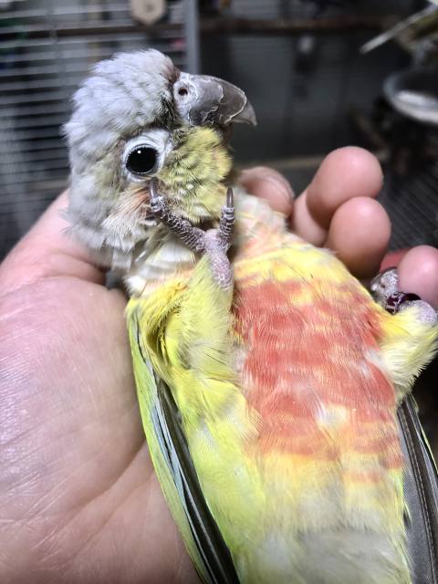 ウロコインコのニギころ