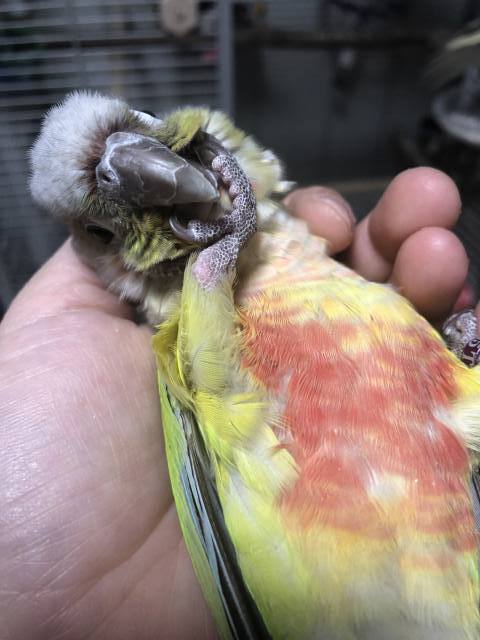 ウロコインコのしぐさ