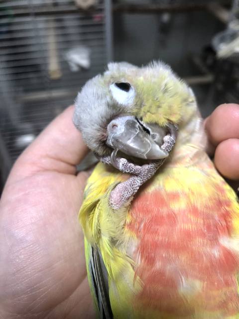 ウロコインコのニギころ