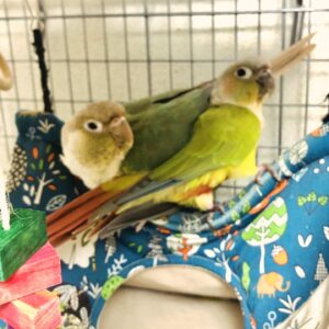 ロビン（ダイリュート）とマリン（ブルーパイナップル ）
