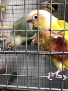 サンチークのテト（手前）