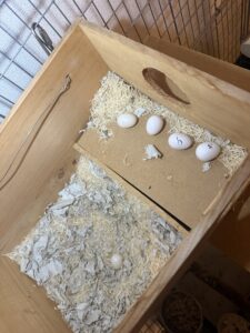 ウロコインコ巣箱内の卵