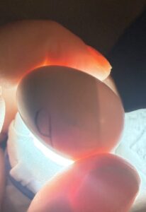 ウロコインコの検卵(気室あり)