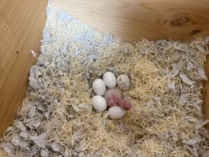 ウロコインコの孵化 雛