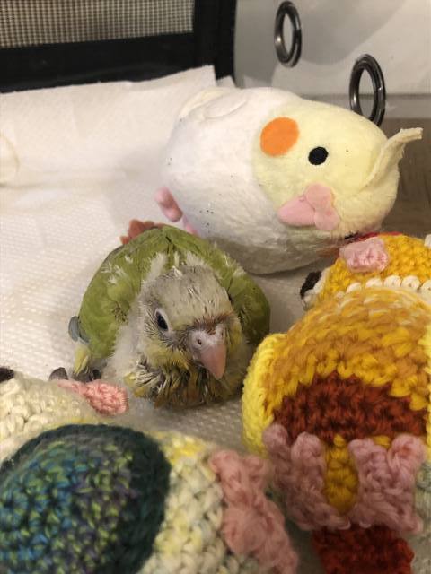 ウロコインコ_ダイリュートspパイナップル雛