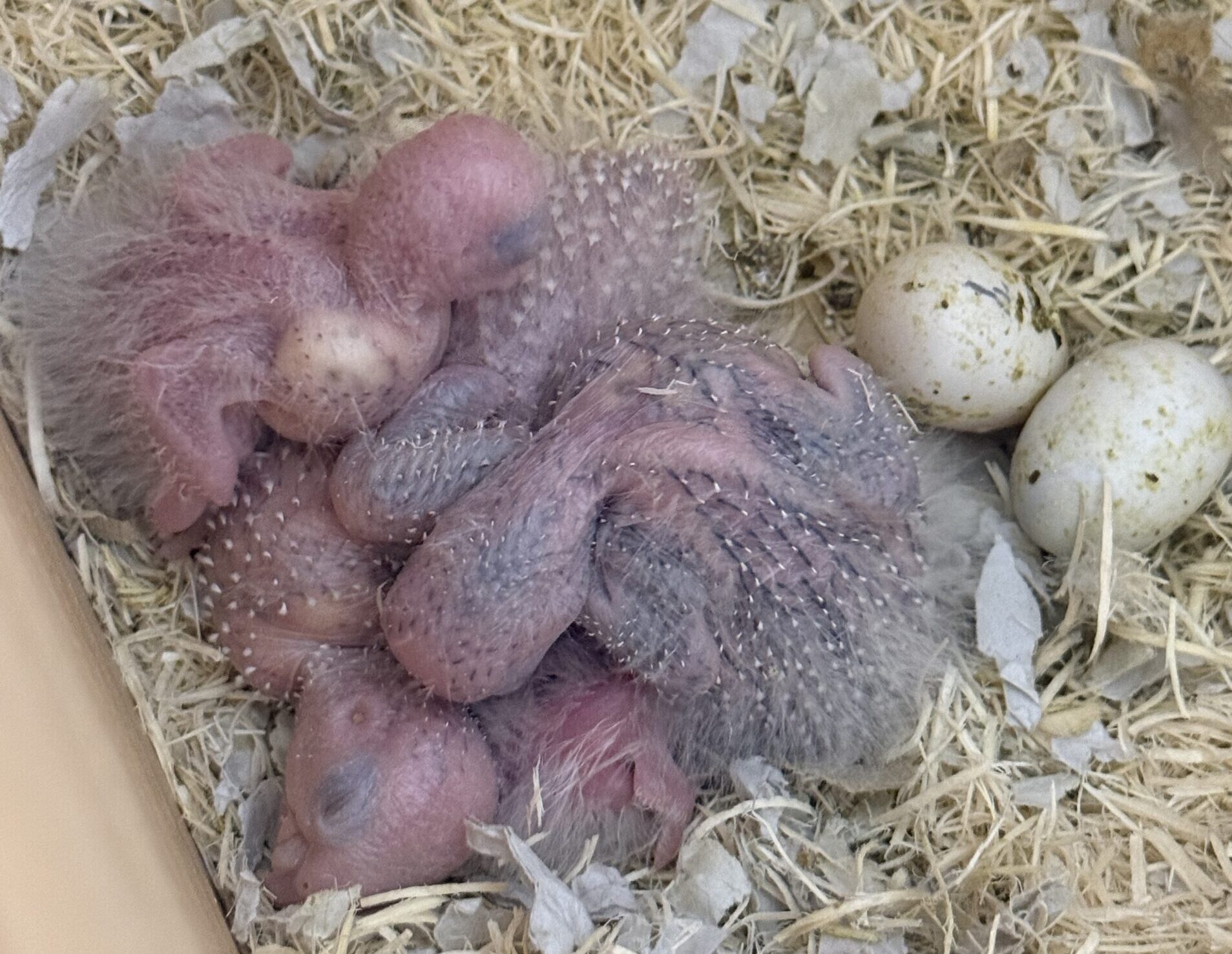 ウロコインコの雛