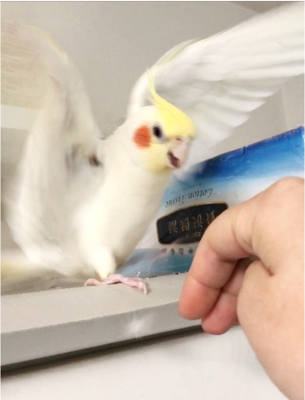 オカメletter オカメインコのオスの発情期 凶暴化と大熱唱